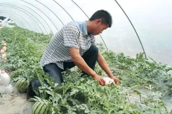 西瓜烂根如何解决，发病初期可喷施多菌灵等药物