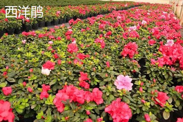 西洋鹃和小叶杜鹃有什么区别,花果期、形状、繁殖方式均不同