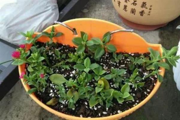 西洋鹃和小叶杜鹃有什么区别,花果期、形状、繁殖方式均不同