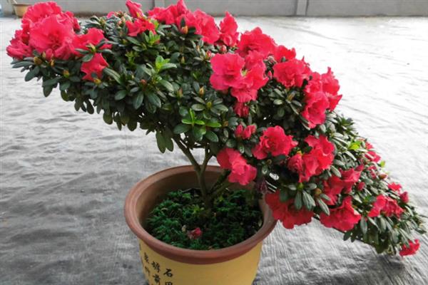 西洋鹃和小叶杜鹃有什么区别,花果期、形状、繁殖方式均不同