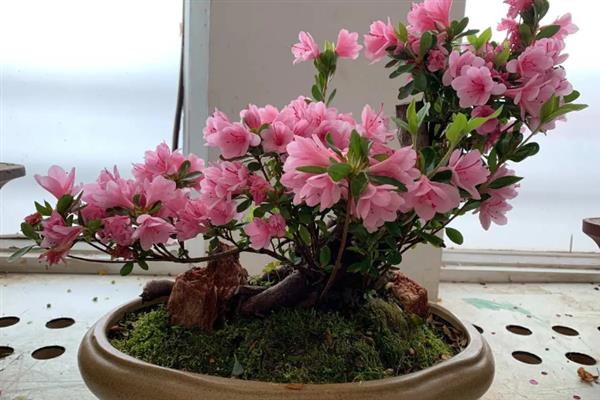 西洋鹃和小叶杜鹃有什么区别,花果期、形状、繁殖方式均不同