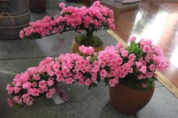 西洋鹃和小叶杜鹃有什么区别,花果期、形状、繁殖方式均不同