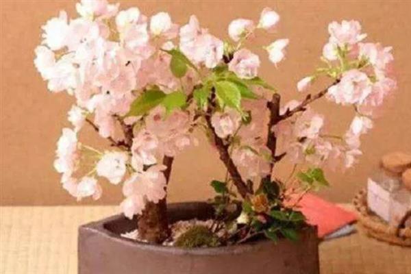 樱花的花苞外观，花苞被青色的萼片包裹
