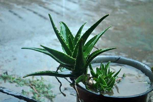 芦荟能不能淋雨，不怕雨淋但温度过低时可能受冻