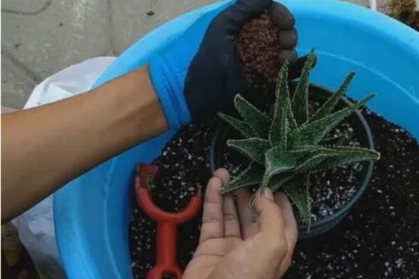 芦荟能不能淋雨，不怕雨淋但温度过低时可能受冻