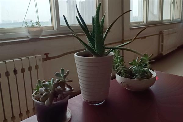 芦荟能不能淋雨，不怕雨淋但温度过低时可能受冻