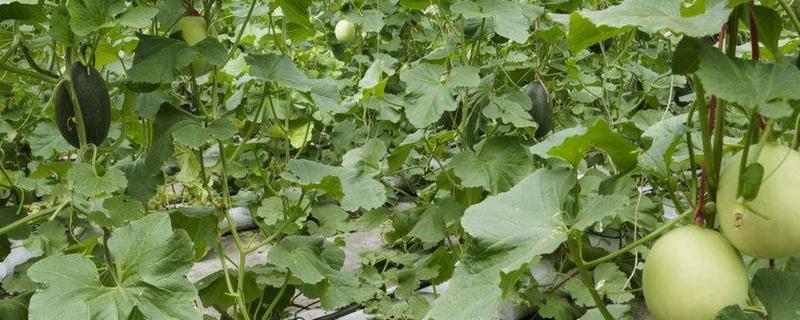 香瓜的种植方法，种子要浸泡半天再播种