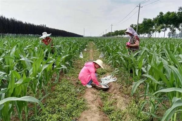 玉米缺素怎么防治,缺磷可追施五氧化二磷