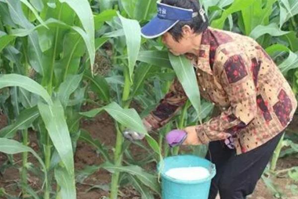 玉米缺素怎么防治,缺磷可追施五氧化二磷