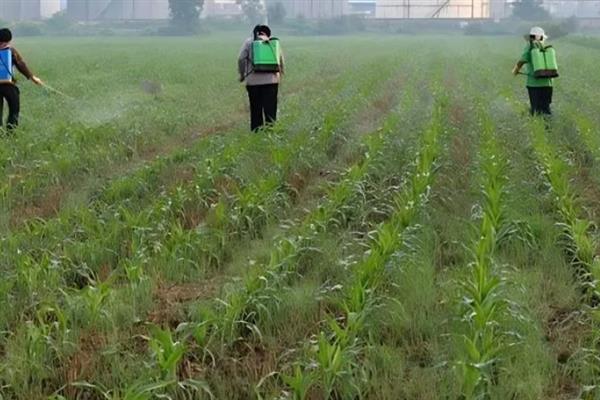 玉米缺素怎么防治,缺磷可追施五氧化二磷