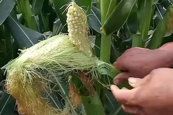 玉米缺素怎么防治,缺磷可追施五氧化二磷