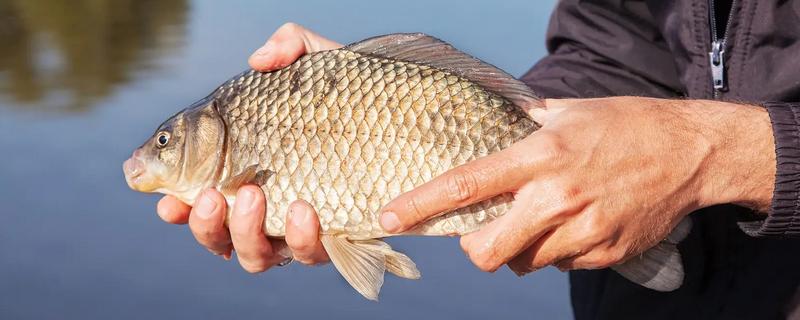 秋冬季节钓鲫鱼用什么饵料，选择腥味饵料更容易吸引鲫鱼