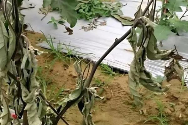 如何修剪茄子秧才能多结果，植株分叉时要疏除弱分枝