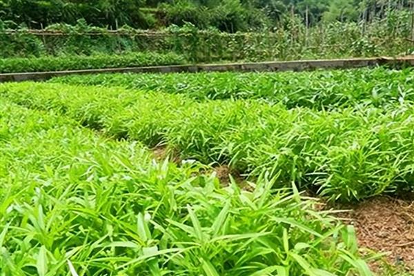 六月份可以种什么菜，可以种黄瓜、萝卜等