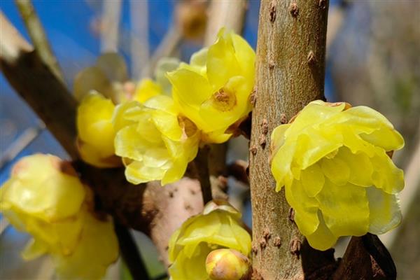 腊梅花的开放时间，花期为11月份中旬至翌年3月份