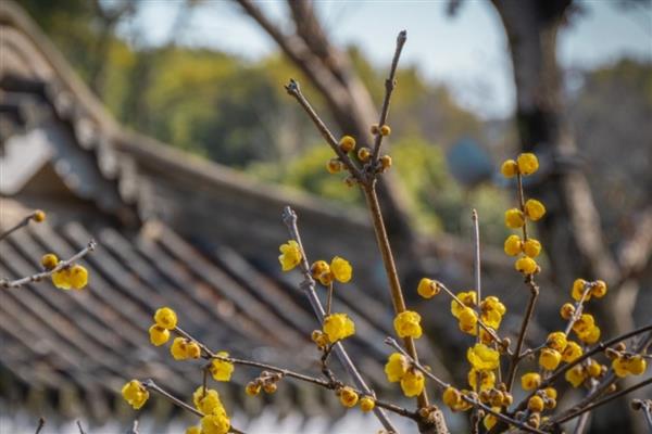 腊梅花的开放时间，花期为11月份中旬至翌年3月份