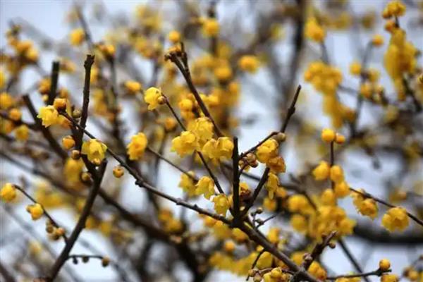 腊梅花的开放时间，花期为11月份中旬至翌年3月份