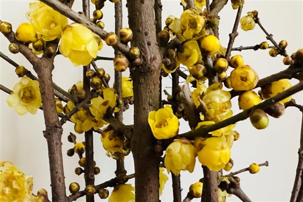腊梅花的开放时间，花期为11月份中旬至翌年3月份
