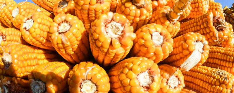 伟科805玉米种子特征特性，生育期107天左右