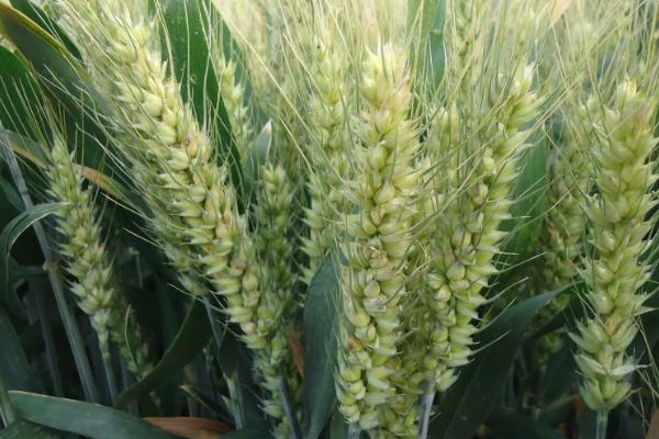 腾收800小麦品种的特性，后期及时防治麦蚜