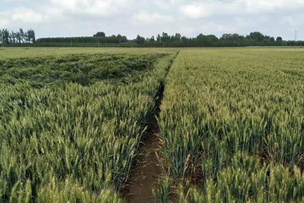 腾收800小麦品种的特性，后期及时防治麦蚜