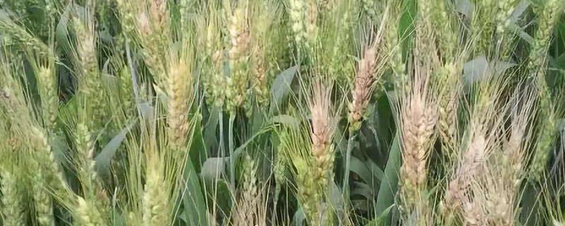 鑫望379小麦种子特征特性，足墒播种