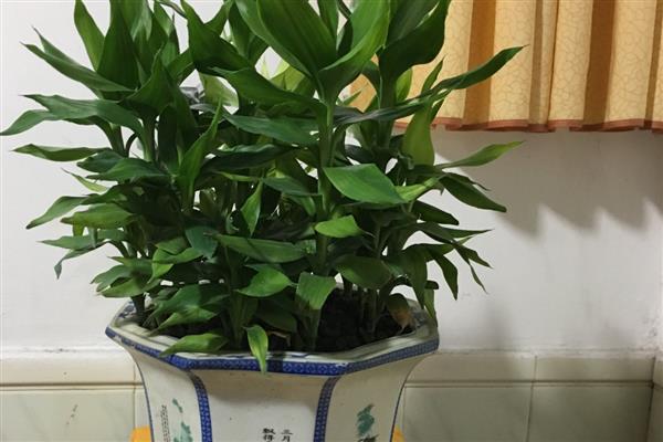做生意开业可以赠送哪些花卉，适合选择蝴蝶兰、富贵竹、发财树等品种