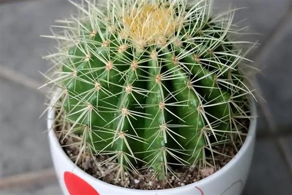 做生意开业可以赠送哪些花卉，适合选择蝴蝶兰、富贵竹、发财树等品种