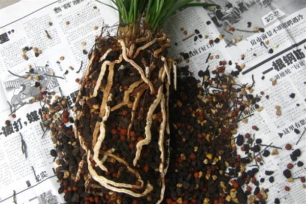 水仙怎么养殖，夏季要放在阴凉通风处