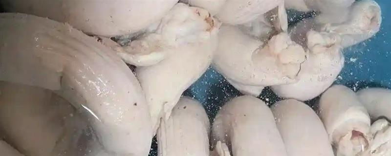 猪生肠是哪个部位，指母猪的整副子宫