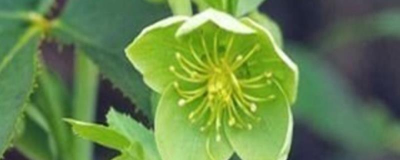 绿菟葵的花语，寓意锐利、刺等