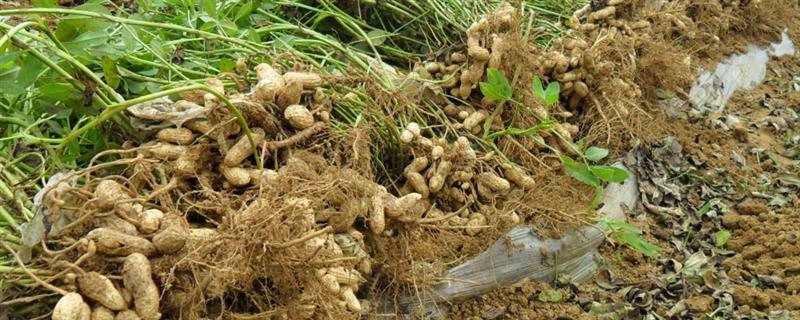 花生对生长环境的要求，以温暖、阳光充足、雨量丰富的地方为宜