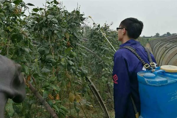 豆角施什么肥可以高产，施足基肥，及时追肥