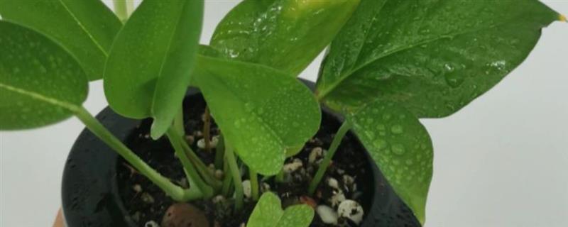 水培绿萝改土培的方法，修剪根系晾干植株再栽入土壤中