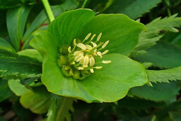 绿菟葵的花语,寓意锐利、刺等