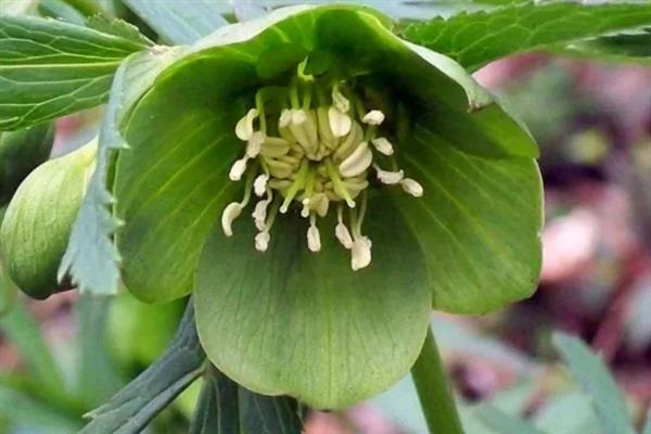 绿菟葵的花语,寓意锐利、刺等