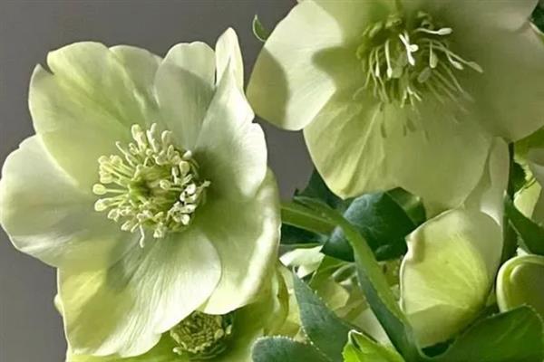 绿菟葵的花语,寓意锐利、刺等