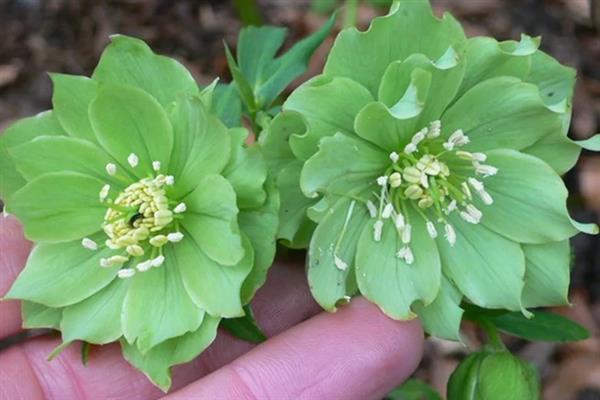 绿菟葵的花语,寓意锐利、刺等