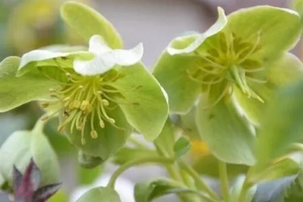 绿菟葵的花语,寓意锐利、刺等