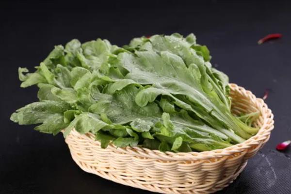 大叶茼蒿怎么催芽,浸种20-24小时再放入恒温箱中