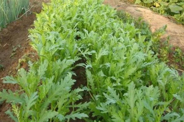 大叶茼蒿怎么催芽,浸种20-24小时再放入恒温箱中