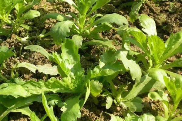 大叶茼蒿怎么催芽,浸种20-24小时再放入恒温箱中