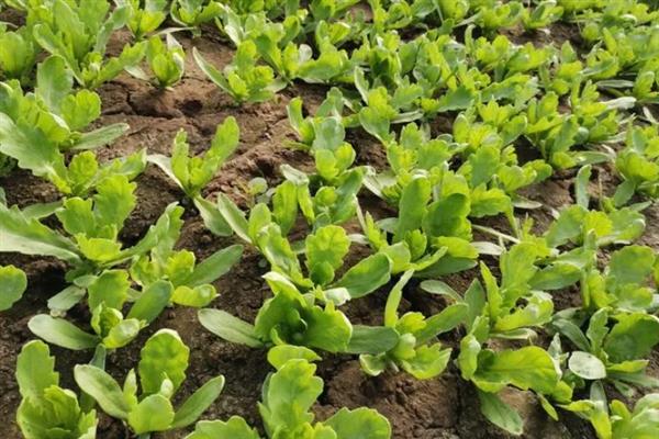 大叶茼蒿怎么催芽,浸种20-24小时再放入恒温箱中