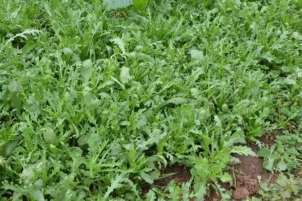 大叶茼蒿怎么催芽,浸种20-24小时再放入恒温箱中