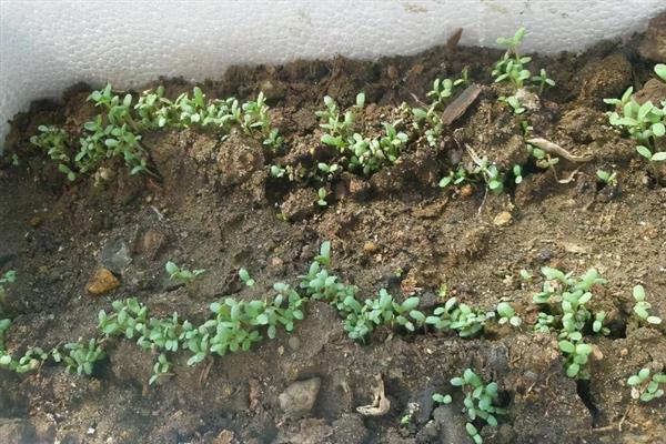 大叶茼蒿怎么催芽,浸种20-24小时再放入恒温箱中