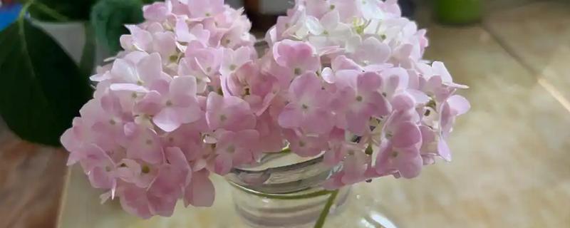 绣球花怎么醒花，需选择容积较大的木桶作为容器