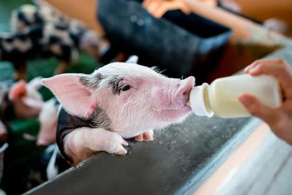 让猪快速生长的方法，根据日龄饲喂不同的食物