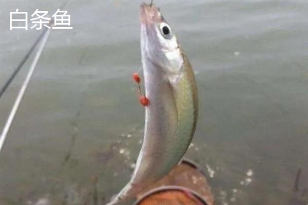 1号秋田狐钩与几号袖钩相当,拉力值相当于2号袖钩