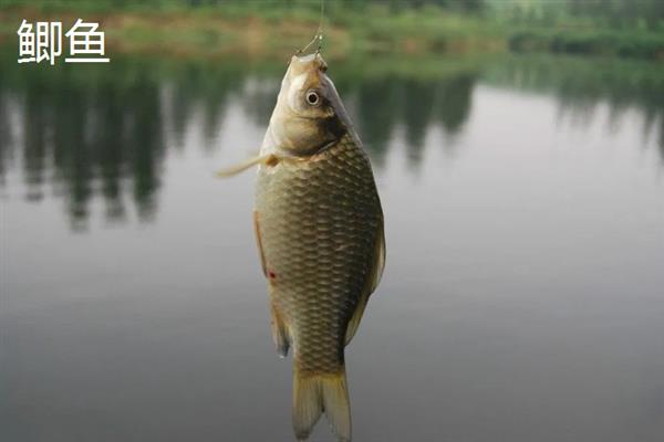 1号秋田狐钩与几号袖钩相当,拉力值相当于2号袖钩