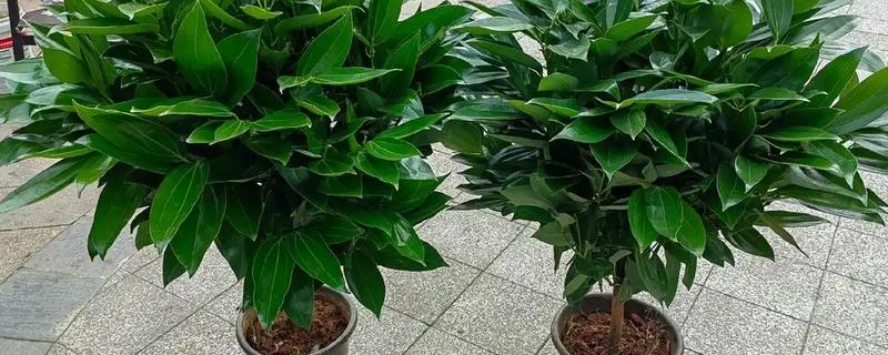平安树好不好养，对通风的要求较高在家不易养殖